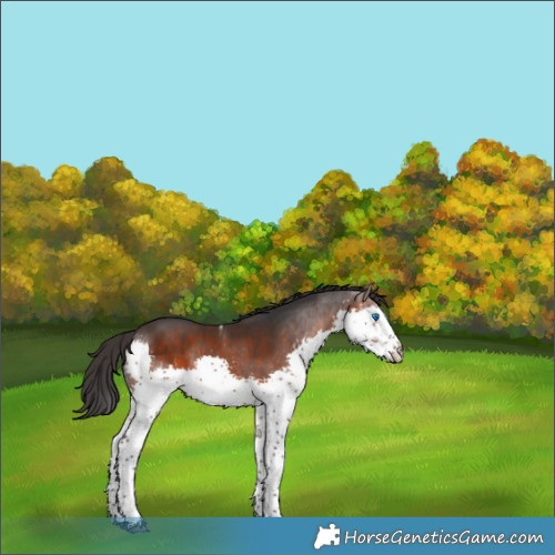 Horse Color:Brown Splash Tobiano 