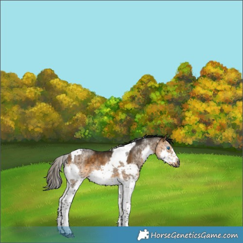 Horse Color:Gray Buckskin Splash Tobiano Frame Rabicano 