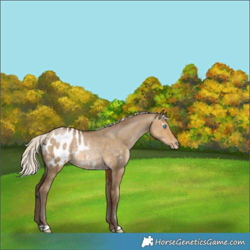 Horse Color:Gray Silver Buckskin Pearl Dun Appaloosa Rabicano 