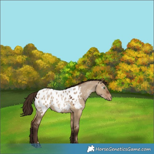 Horse Color:Gray Brown Pearl Dun Appaloosa 