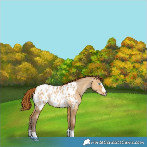 Horse Color:Gray Buckskin Pearl Dun Appaloosa Rabicano 