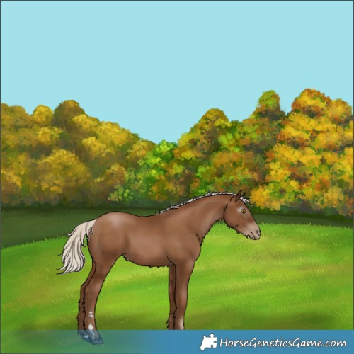 Horse Color:Gray Silver Black Pearl Rabicano 