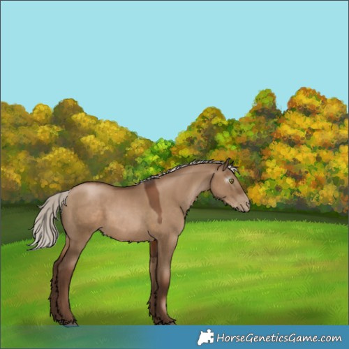 Horse Color:Gray Silver Grullo Pearl Rabicano 