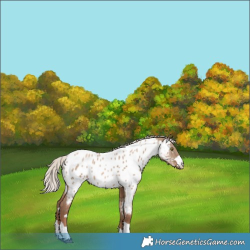 Horse Color:Silver Grullo Pearl Appaloosa 