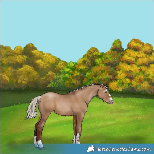 Horse Color:Gray Silver Grullo Pearl Rabicano 