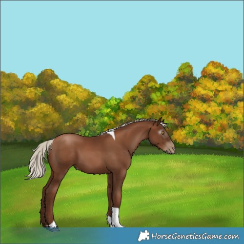 Horse Color:Gray Silver Black Pearl Tobiano 