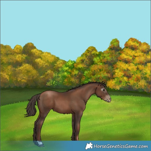 Horse Color:Gray Black Pearl 