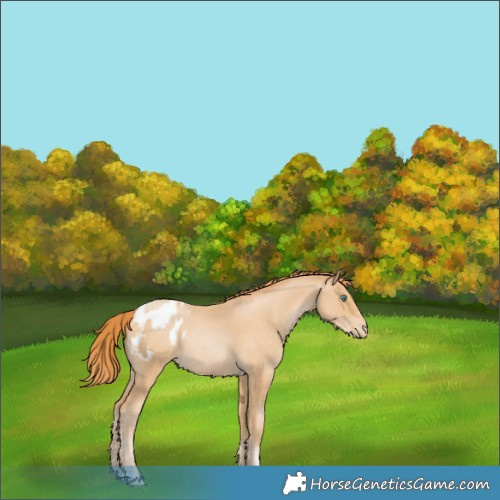 Horse Color:Smoky Black Pearl Appaloosa 