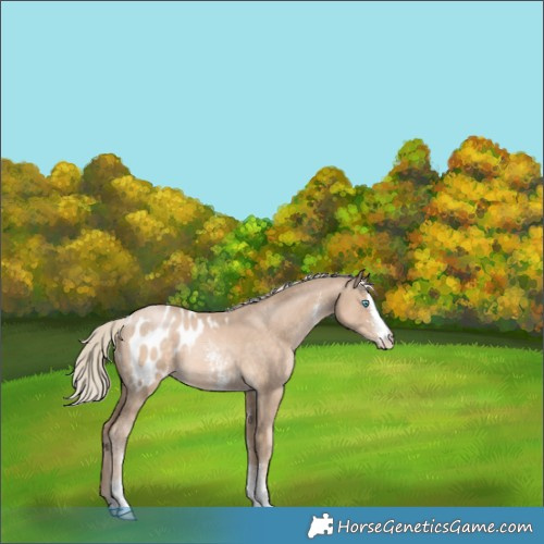 Horse Color:Chocolate Palomino Pearl Sabino Appaloosa 