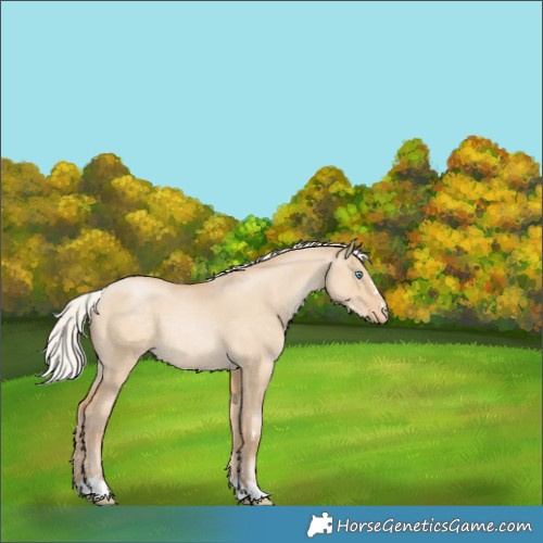 Horse Color:Silver Smoky Grullo Pearl Appaloosa 