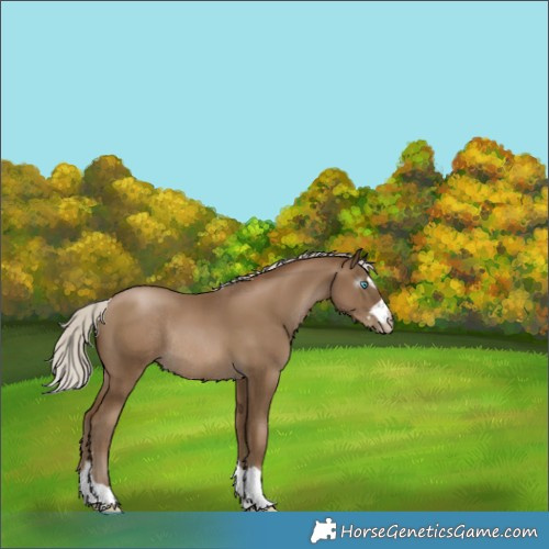 Horse Color:Gray Silver Smoky Black Pearl Rabicano 