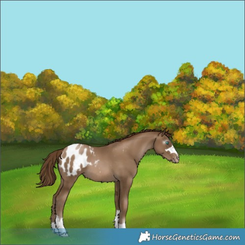 Horse Color:Gray Smoky Black Pearl Appaloosa 