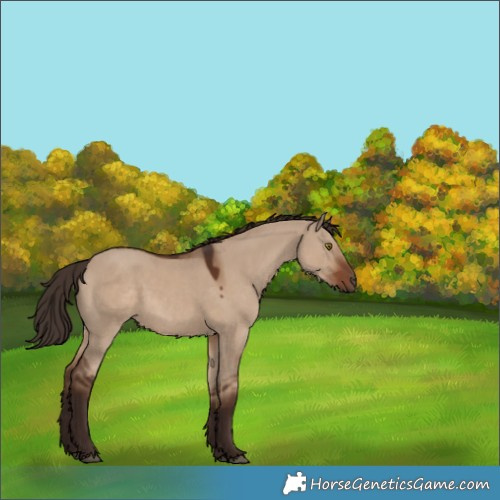 Horse Color:Liver Red Dun Rabicano 