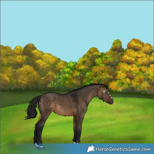 Horse Color:Gray Brown Dun 