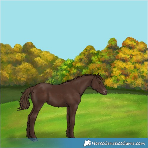 Horse Color:Liver Chestnut Appaloosa 