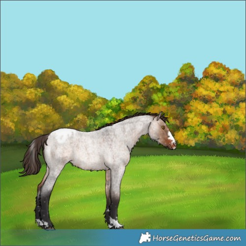 Horse Color:Brown Roan Dun Snowflake Varnish Rabicano 