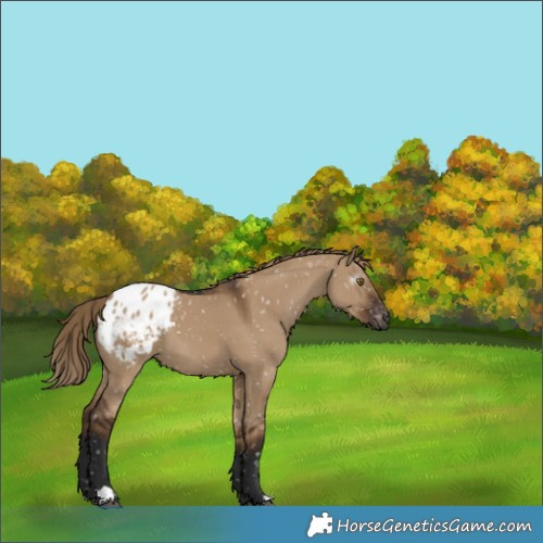 Horse Color:Gray Liver Red Dun Appaloosa 