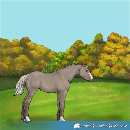 Horse Color:Silver Grullo 