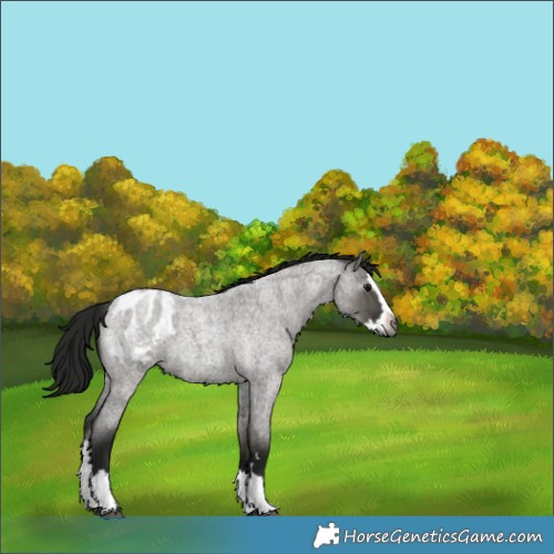 Horse Color:Gray Grullo Roan Splash Appaloosa 