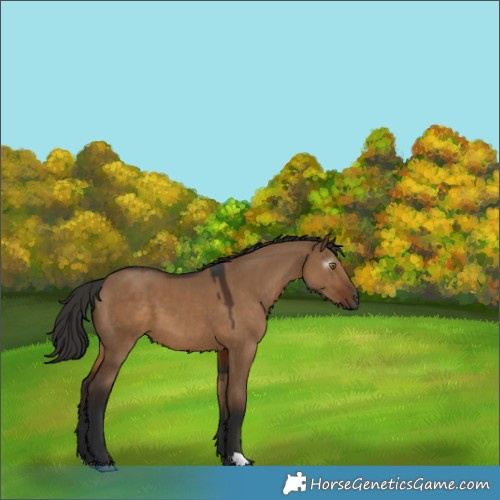 Horse Color:Gray Liver Red Dun 