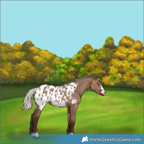 Horse Color:Silver Brown Dun Appaloosa 