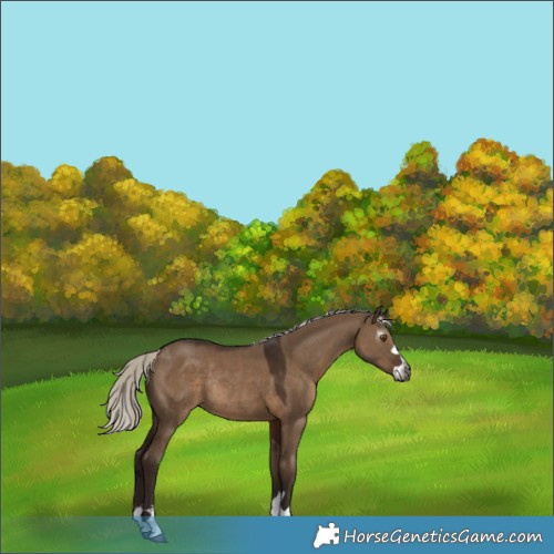 Horse Color:Gray Silver Grullo Rabicano