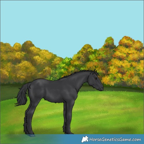 Horse Color:Black Rabicano 