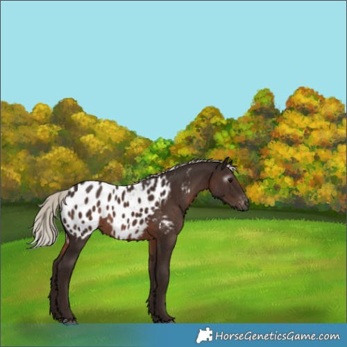 Horse Color:Gray Silver Black Appaloosa 