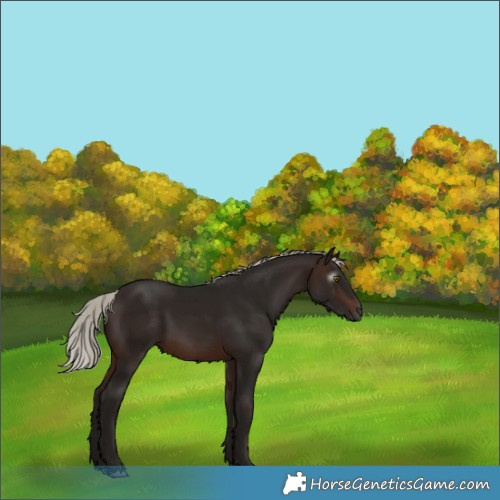 Horse Color:Gray Silver Brown Rabicano 