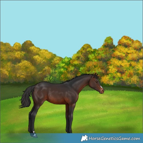 Horse Color:Brown Varnish Rabicano 