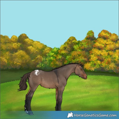 Horse Color:Brown Dun Appaloosa Rabicano 