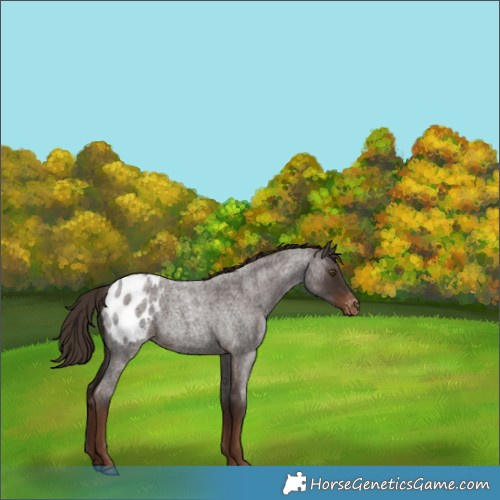 Horse Color:Liver Red Roan Appaloosa 