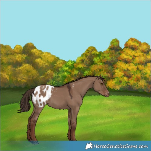Horse Color:Liver Red Dun Appaloosa 