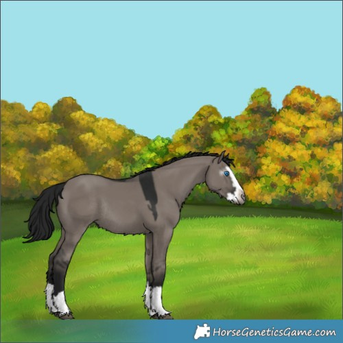 Horse Color:Gray Grullo Splash Rabicano 