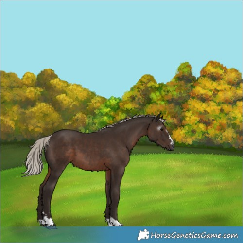 Horse Color:Gray Silver Black 