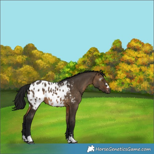Horse Color:Gray Brown Dun Appaloosa 