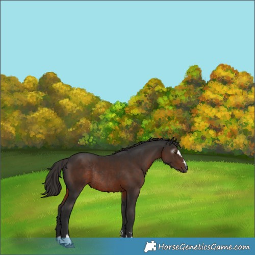 Horse Color:Gray Liver Chestnut Rabicano 