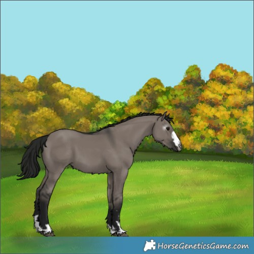 Horse Color:Gray Grullo 