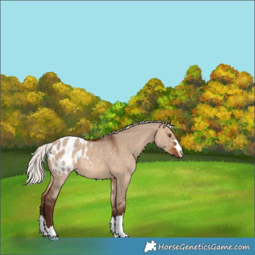 Horse Color:Silver Brown Dun Appaloosa 