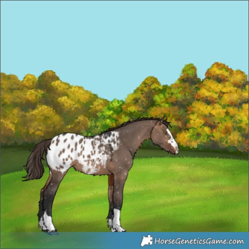 Horse Color:Brown Dun Appaloosa Rabicano 