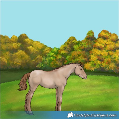 Horse Color:Grullo Pearl 
