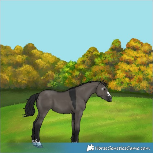 Horse Color:Gray Grullo 