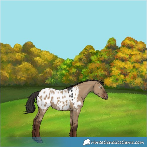 Horse Color:Gray Liver Red Dun Appaloosa 