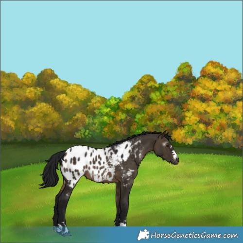 Horse Color:Gray Brown Dun Appaloosa Rabicano 