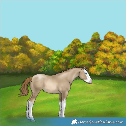 Horse Color:Smoky Black Pearl Splash Appaloosa 