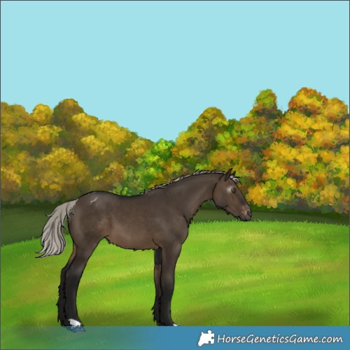 Horse Color:Gray Silver Brown Dun Appaloosa 