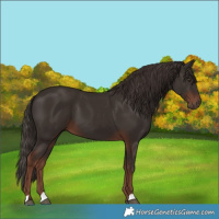 Horse Color:Liver Chestnut 