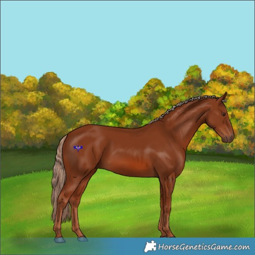 Horse Color:Chestnut 