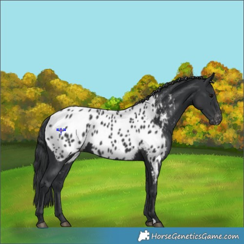 Horse Color:Black Appaloosa