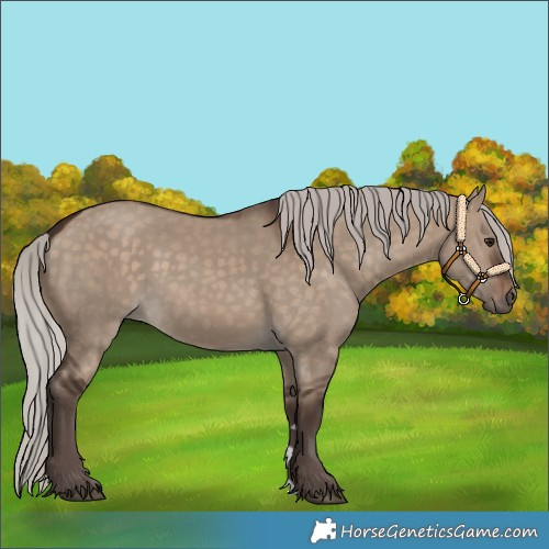 Horse Color:Silver Brown Dun 